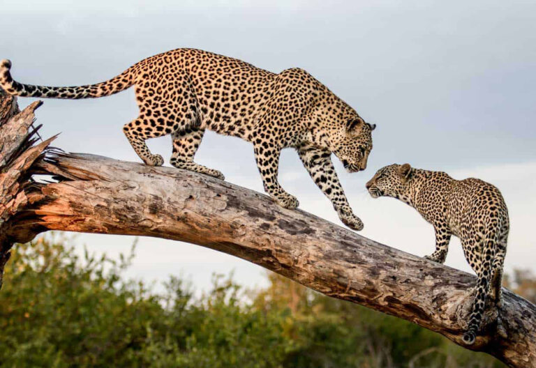 Yala National Park