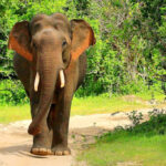 Exploring Yala National Park