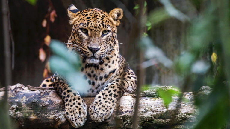 Sri Lanka Leopard