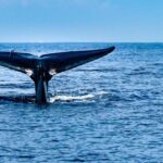 Whale Watching in Mirissa